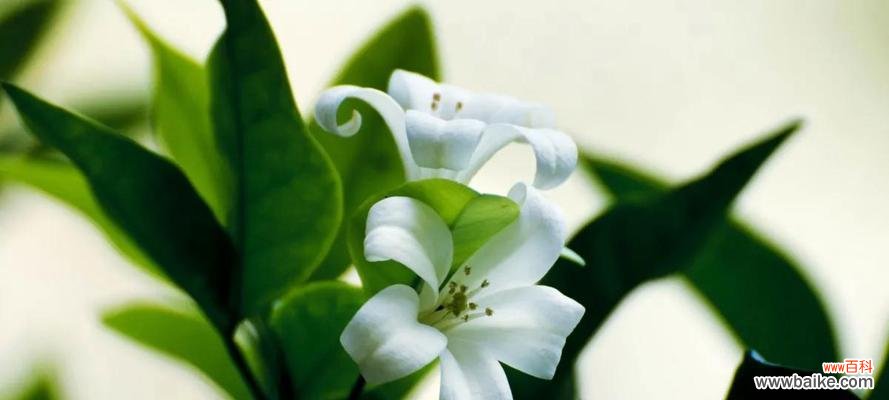 解读百合花的八个含义 百合花的意义与象征