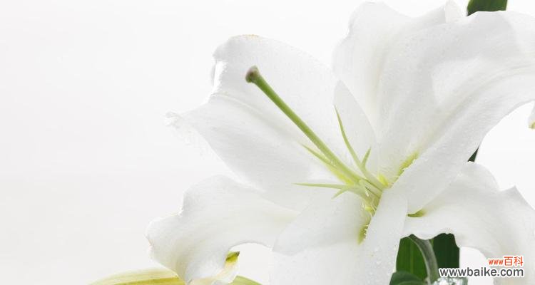 解读百合花的八个含义 百合花的意义与象征