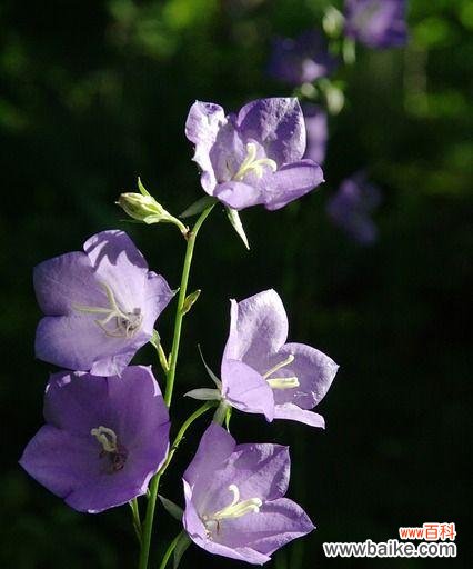 感受黑色桔梗花语，领略其深刻内涵 黑色桔梗花语——坚定自信，不屈不挠