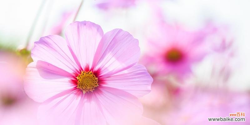 揭秘藏区“国花”的多重象征 格桑花的花语与寓意