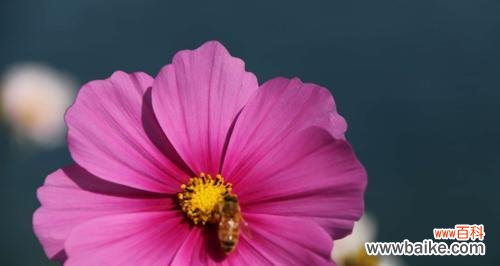 揭秘藏区“国花”的多重象征 格桑花的花语与寓意