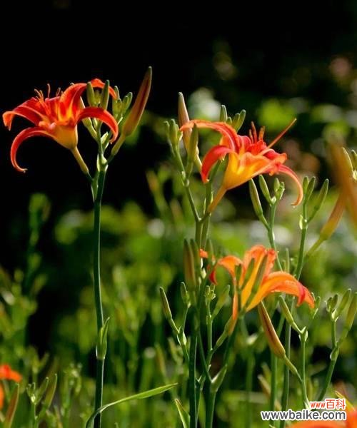 探寻这朵神秘的花的象征意义 萱草花的花语