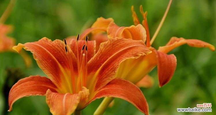 探寻这朵神秘的花的象征意义 萱草花的花语