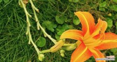 探寻这朵神秘的花的象征意义 萱草花的花语