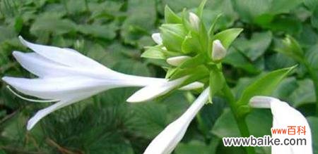 传承千年的醉人芳香，夜来香的故事与含义 夜来香的花语与传说