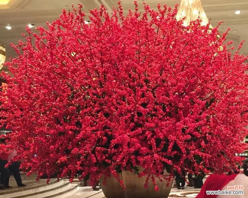 探寻冬青树的深层寓意 冬青树的花语