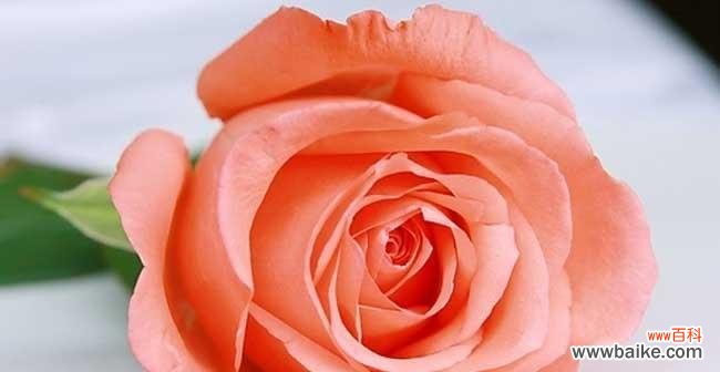 揭秘不同数量玫瑰花的表达意义 送玫瑰花数量的含义