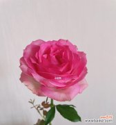 揭秘糖果雪山玫瑰的浪漫与寓意 糖果雪山玫瑰寓意