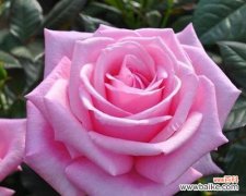 探寻藤本月季花语的深层含义与生命力 藤本月季花语