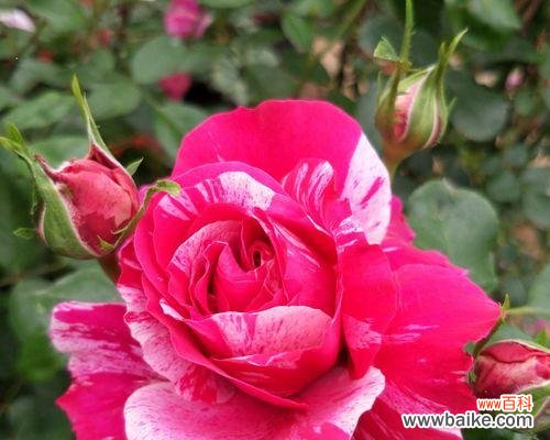 藤本月季的花语与意义 以藤本月季为主题的花语