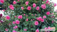 揭示藤本月季的花语 藤本月季寓意及其重要性