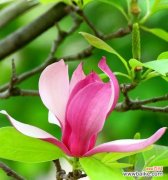 用花开的姿态绽放生命之美 天目木兰花语——传递美丽与坚强