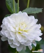 一朵含情脉脉的花 天竺牡丹花语