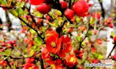 探寻海棠花语的丰富内涵与美妙象征 海棠花语