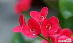 铁海棠花语的含义及其象征意义 铁海棠花语