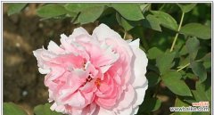 探索兔儿牡丹花语的深刻内涵与美丽之旅 兔儿牡丹花语