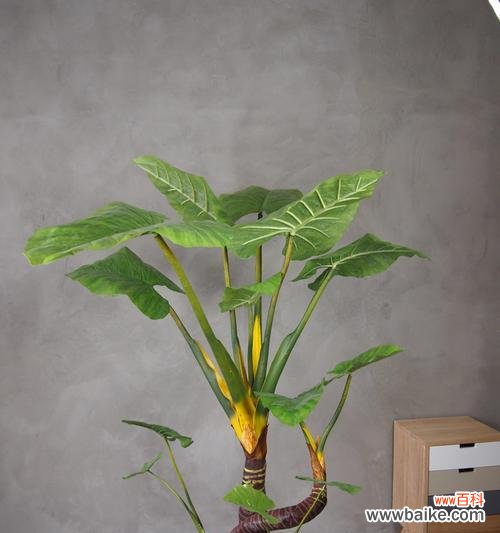 滴水观音植物的寓意是什么？如何养护滴水观音？