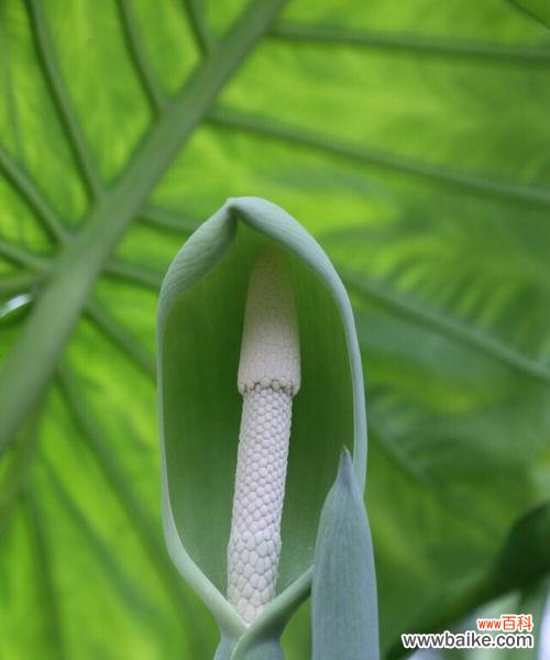 滴水观音植物的寓意是什么？如何养护滴水观音？