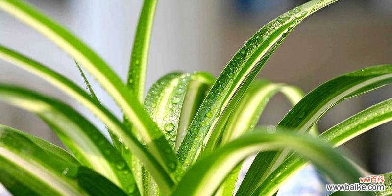 吊兰花的寓意是什么？常见问题有哪些解答？