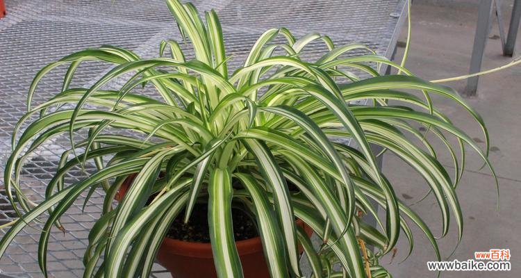 吊兰花的寓意是什么？常见问题有哪些解答？