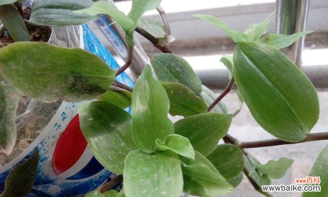 吊兰花的寓意是什么？常见问题有哪些解答？