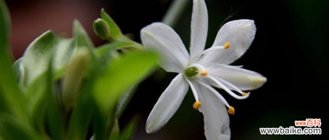 吊兰花语代表什么含义？如何正确解读吊兰的花语？