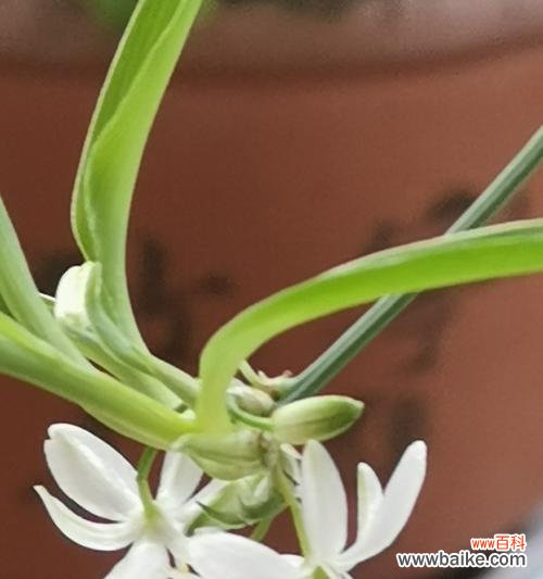 吊兰花语代表什么含义？如何正确解读吊兰的花语？