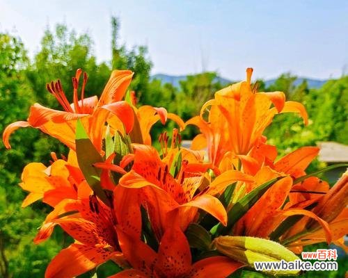 蝶花百合花语有哪些含义?