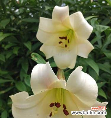 蝶花百合花语有哪些含义?