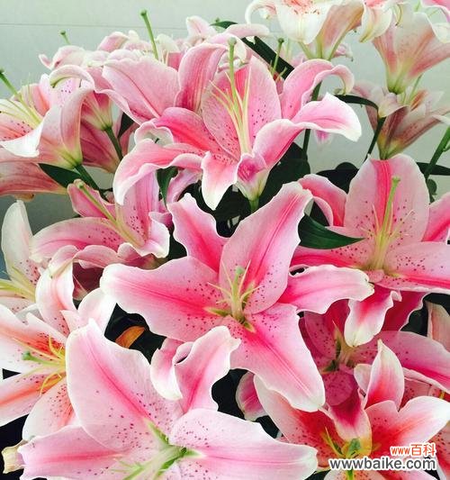 蝶花百合花语有哪些含义?