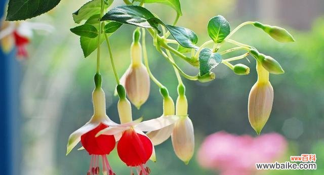 吊钟海棠花语有哪些含义？