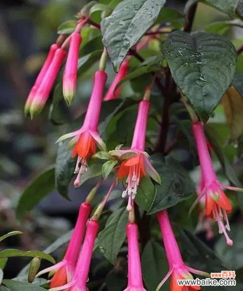 吊钟海棠花语有哪些含义？