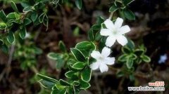 吊竹兰花语是什么？了解吊竹兰的象征意义和花语含义？