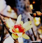 冬天的梅花代表什么含义？梅花在冬季的象征意义是什么？