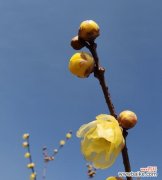 冬天的梅花象征着什么？梅花在冬季的寓意是什么？