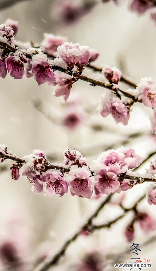 冬天梅花的特点是什么意思?如何欣赏梅花的独特之美?