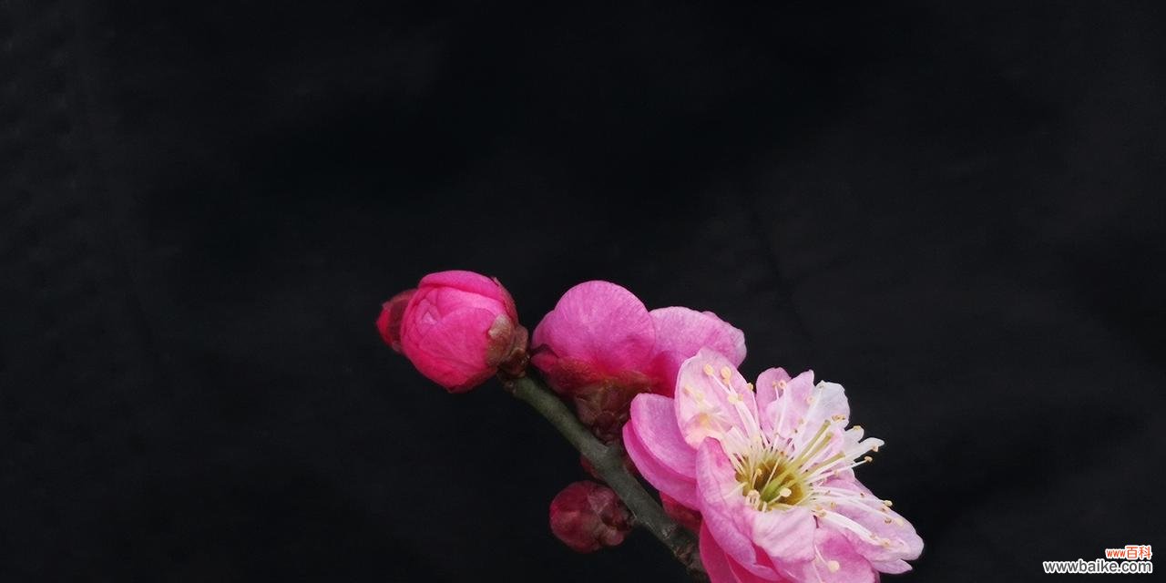 冬天梅花的特点是什么意思？如何欣赏梅花之美？