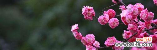 冬天梅花象征着什么作用?梅花的寓意和象征意义是什么?