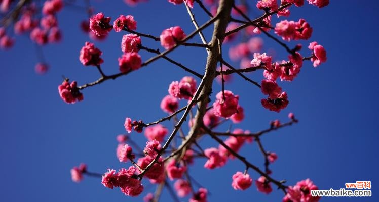 冬天梅花的特点是什么？梅花在冬季的意义又是什么？