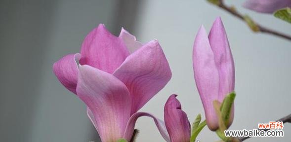 对兰花语是什么?了解对兰的寓意和象征意义?