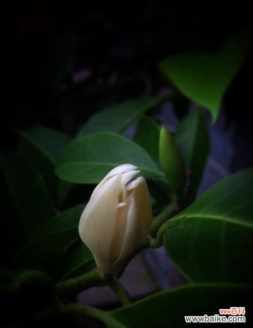 对兰花语是什么?了解对兰的寓意和象征意义?