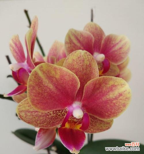 对兰花语是什么?了解对兰的寓意和象征意义?