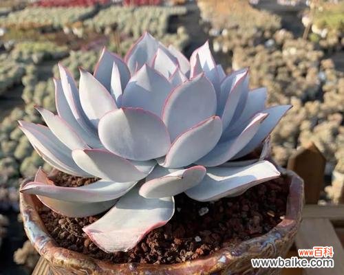 多肉荷花的花语有哪些含义？