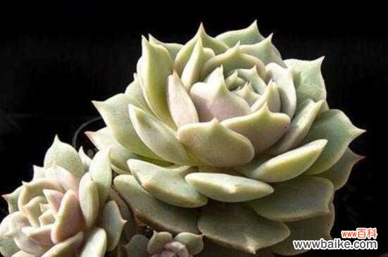 多肉荷花的花语有哪些含义？