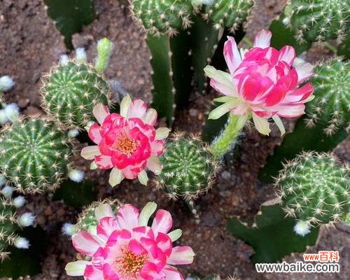 多肉荷花的花语有哪些含义？