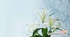 探寻白色百合花在不同文化背景中的象征意义 白色百合的花语