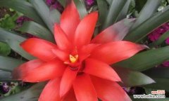 招财进宝、吉庆有余，吉祥之花盘点 鸿运当头花——寓意美好的吉祥之花