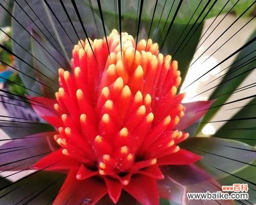 招财进宝、吉庆有余，吉祥之花盘点 鸿运当头花——寓意美好的吉祥之花