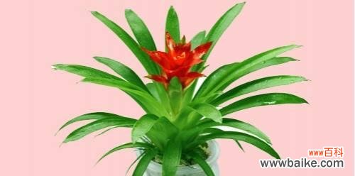 招财进宝、吉庆有余，吉祥之花盘点 鸿运当头花——寓意美好的吉祥之花