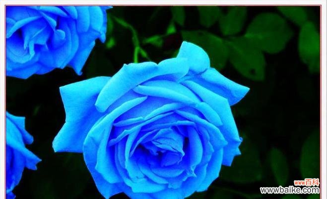 探寻蓝色玫瑰花的神秘花语 蓝色玫瑰花的花语